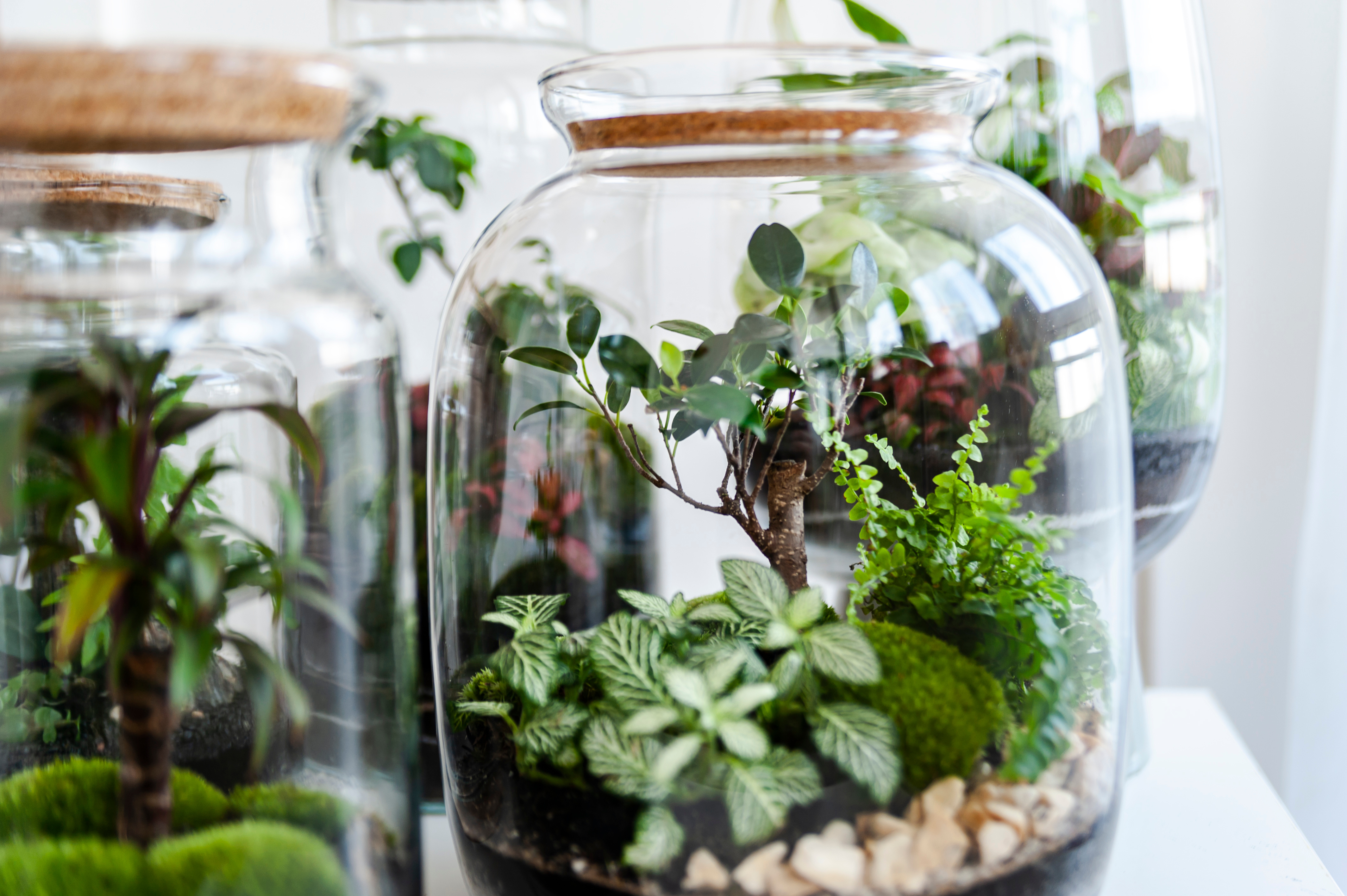 Nahaufnahme einer Biosphäre mit gesundem Moos und tropischen Pflanzen im Glas